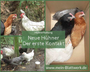 Read more about the article Einzug der Junghennen – Hühner vergesellschaften
