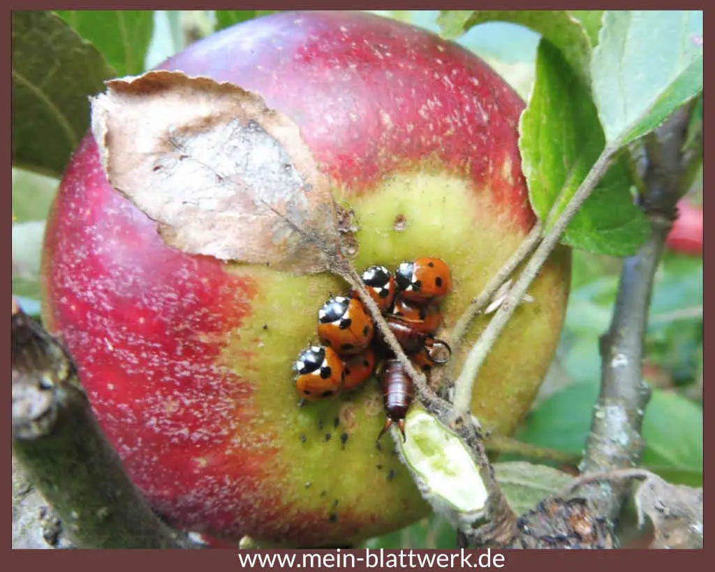 Apfel mit Marienkäfern