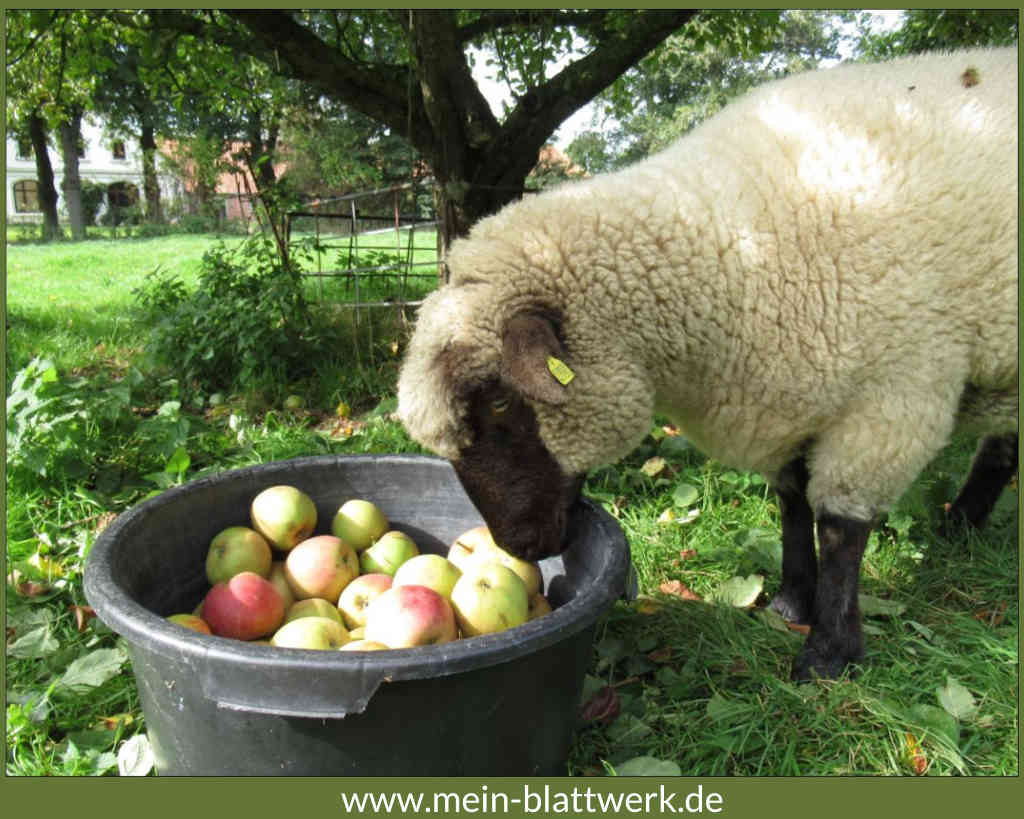Apfelernte Schafe