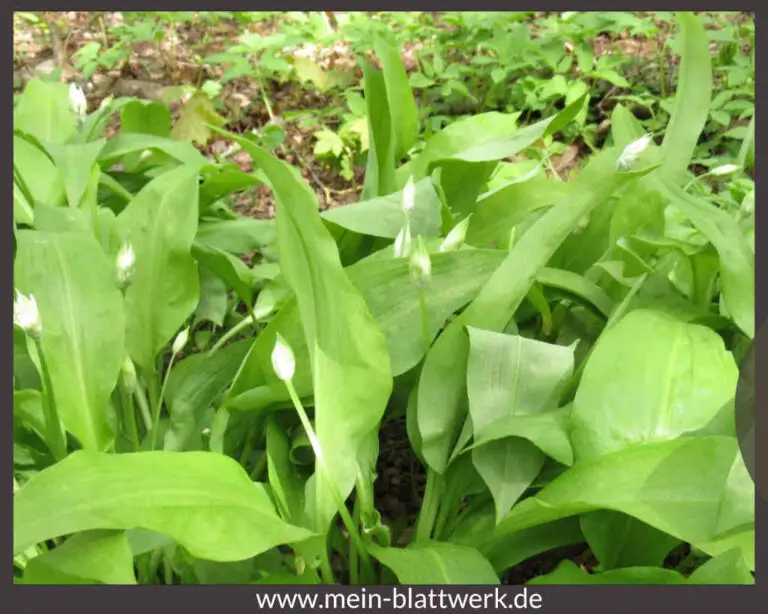 Bärlauch pflanzen und ernten ein Bärlauchbeet im Garten anlegen
