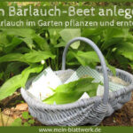 Bärlauch pflanzen und ernten - ein Bärlauchbeet im Garten anlegen