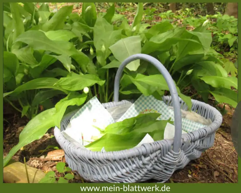 Bärlauch pflanzen und ernten ein Bärlauchbeet im Garten anlegen