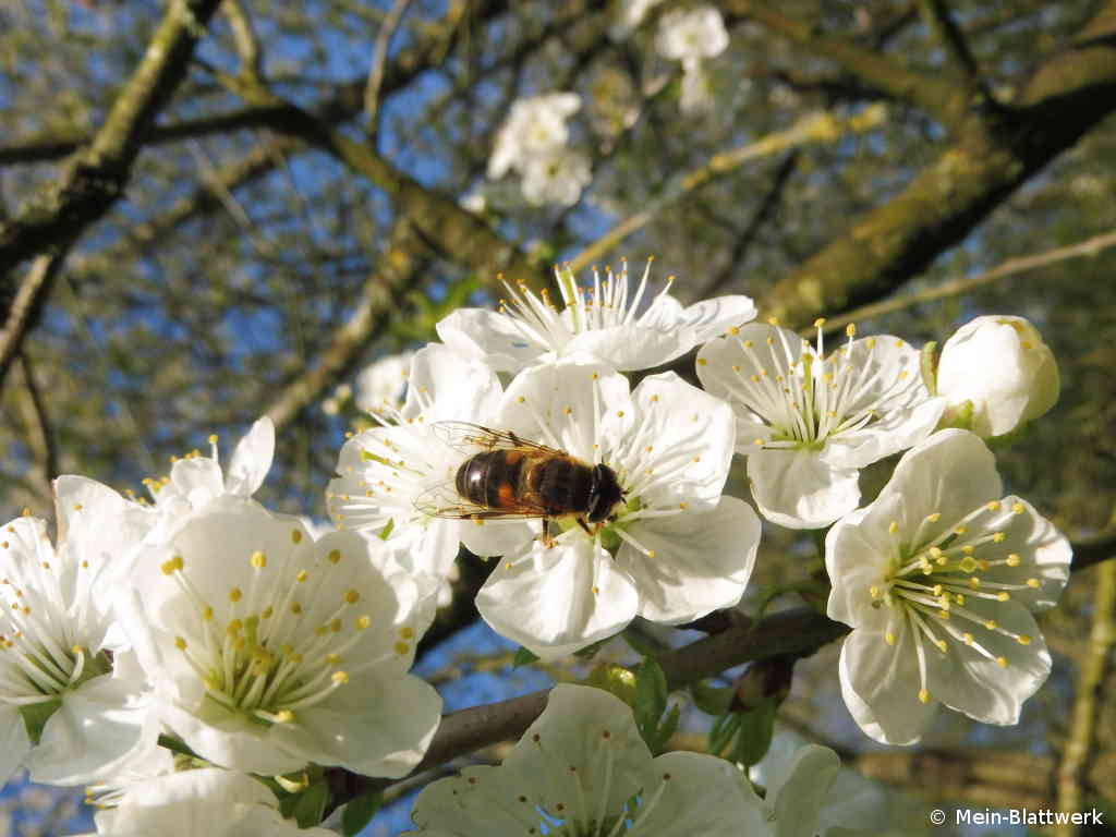 Eine Biene in einer Kirschblüte