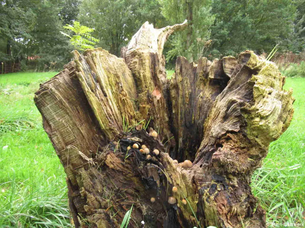 Pilze wachsen auf einem toten Eschenstumpf