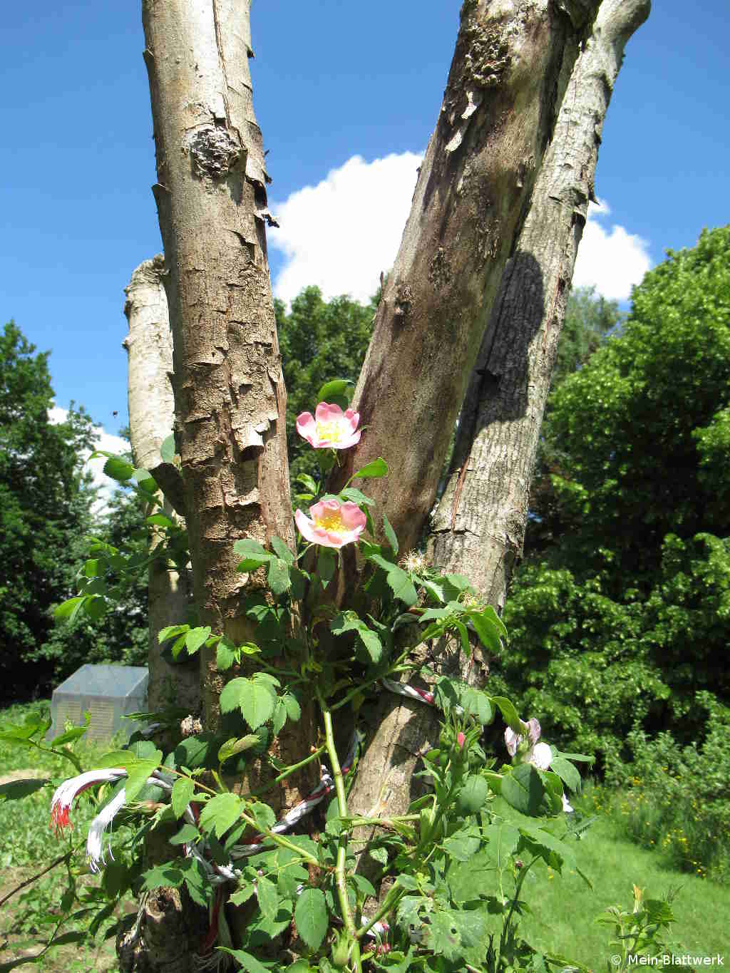 Totholz im Garten Alles andere als „tot“ meinblattwerk