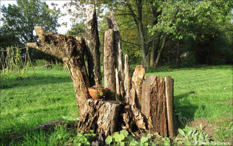 Totholz im Garten Alles andere als „tot“ meinblattwerk