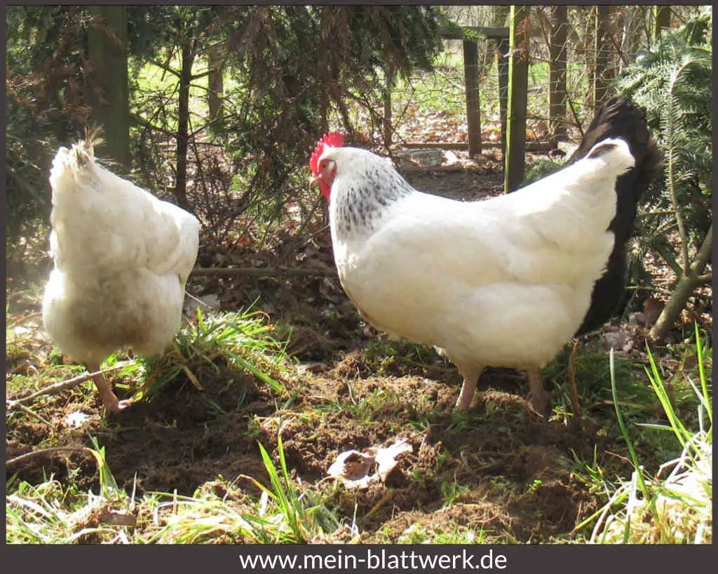 Hühner beim Picken und Scharren im Hühnerauslauf