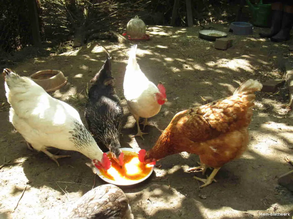 Unsere Hühner picken Morosche Möhrensuppe