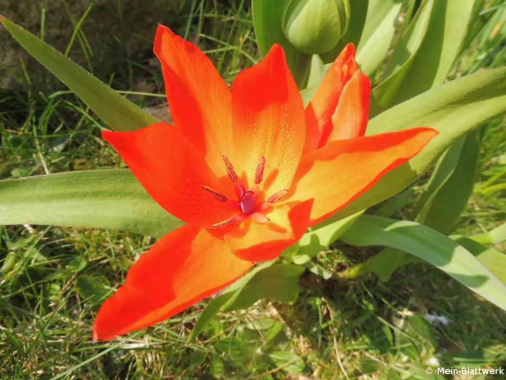 Eine rote, weit aufgegangene Tulpe