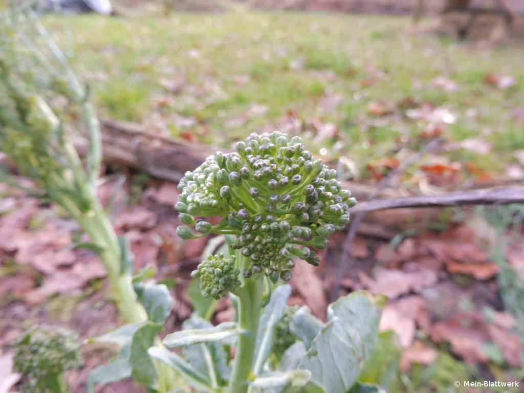 Broccoli, ein Gemüse, das man im Januar ernten kann.