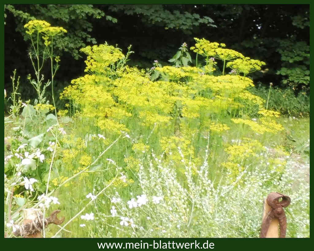 Dill in Blüte.