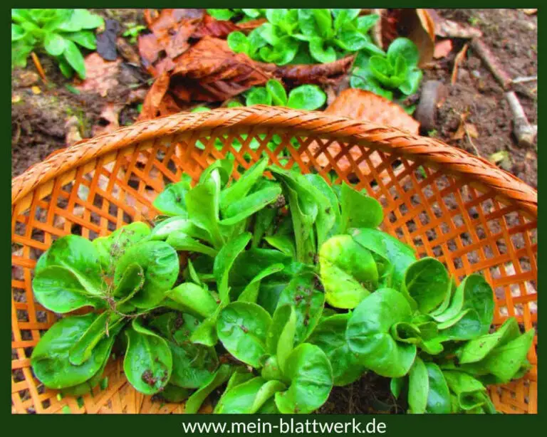 Feldsalat im Garten anbauen.