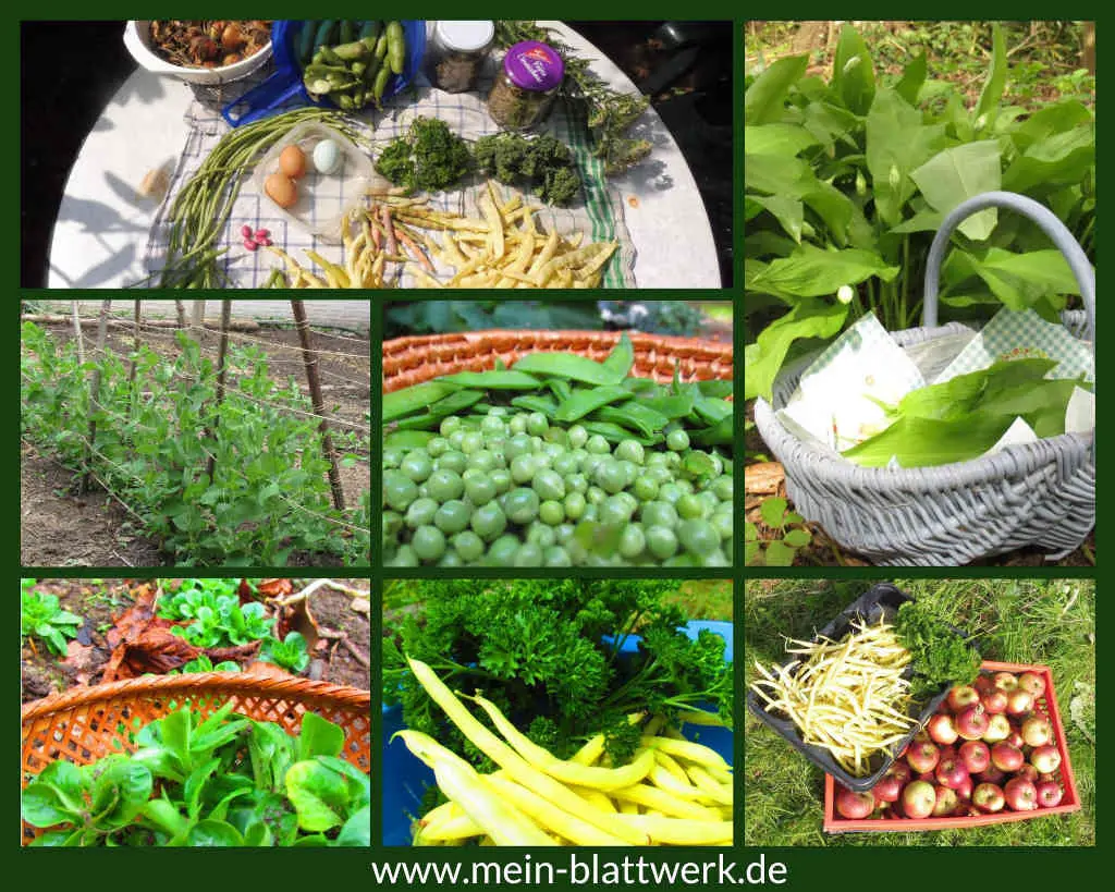 Gemüseanbau im Garten, Tipps und Tricks für deine eigene Ernte.