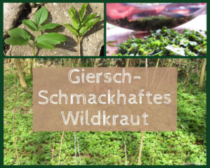 Read more about the article Giersch – vielseitiges, schmackhaftes Wildkraut