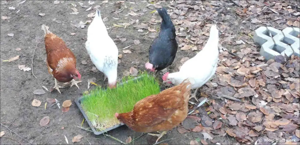 Hühner bekommen eine Portion Weizengras