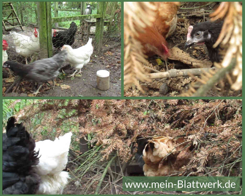Die neuen Hühner verstecken sich im Gebüsch