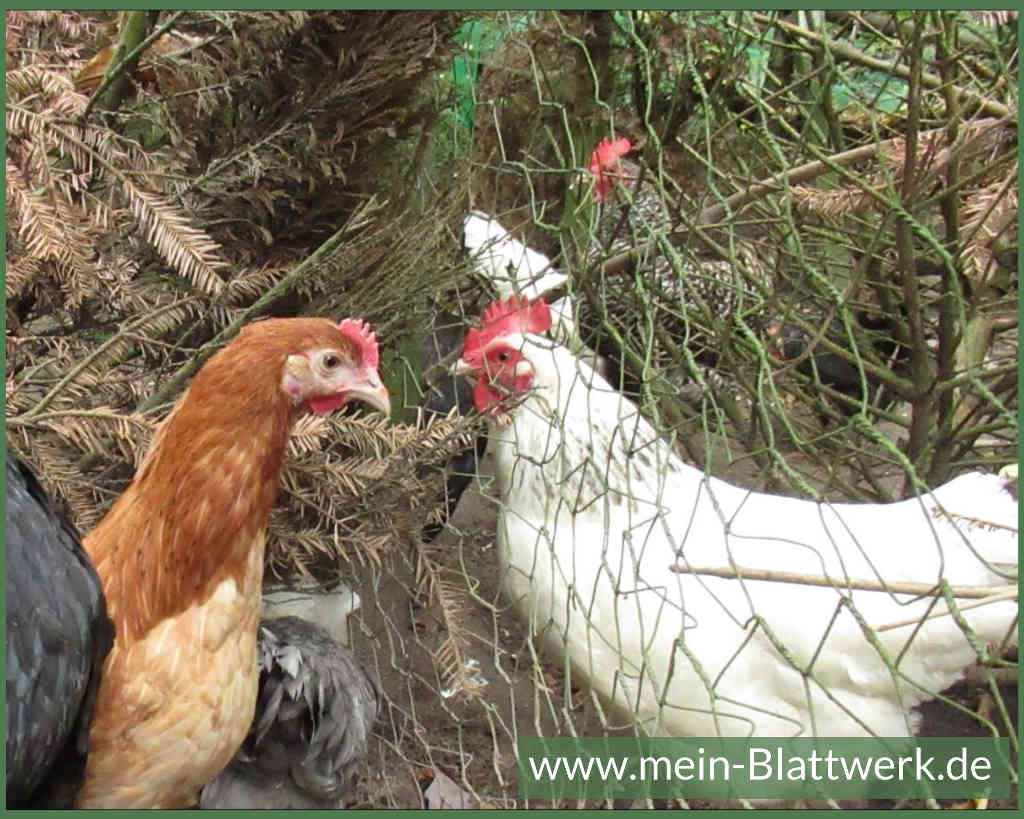 Hühner vergesellschaften, der erste Kontakt durch den Zaun