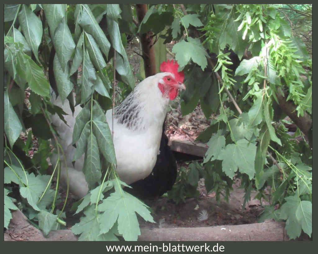 Hühnerverstecke zum Schutz vor Sonne, Wind und Regen schnell und einfach selber bauen. Unverzichtbar beim Hühner Vergesellschaften ohne Essig oder Deo