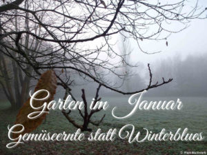 Read more about the article 15 Kräuter und Gemüse, die wir im Januar ernten können – Wetten dass?