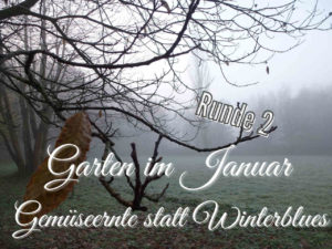Read more about the article 15 Kräuter und Gemüse, die wir im Januar ernten können – Wetten, dass? Runde 2