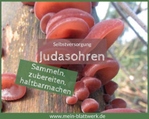 Read more about the article Das Judasohr – heimische Pilze auch für Anfänger