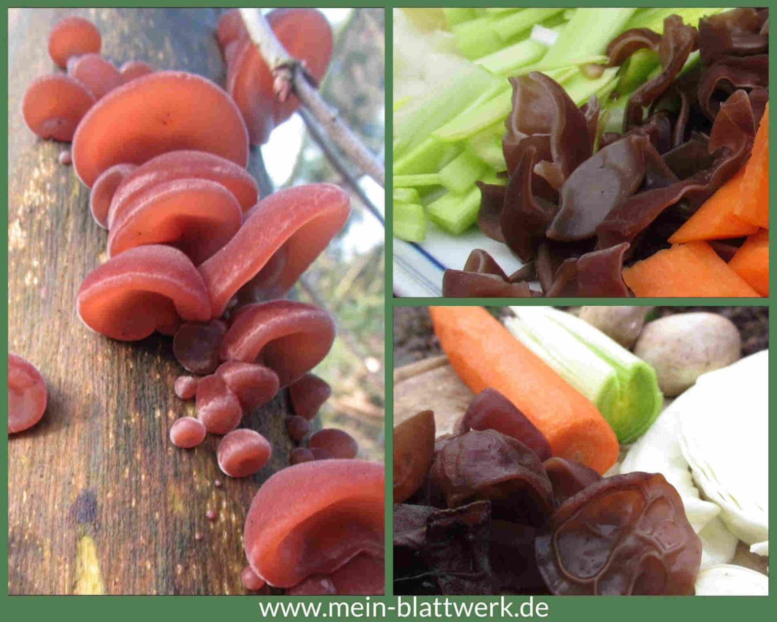 Sauer-scharfe Suppe- Rezept für Pekingsuppe mit Judasohren - mein-blattwerk