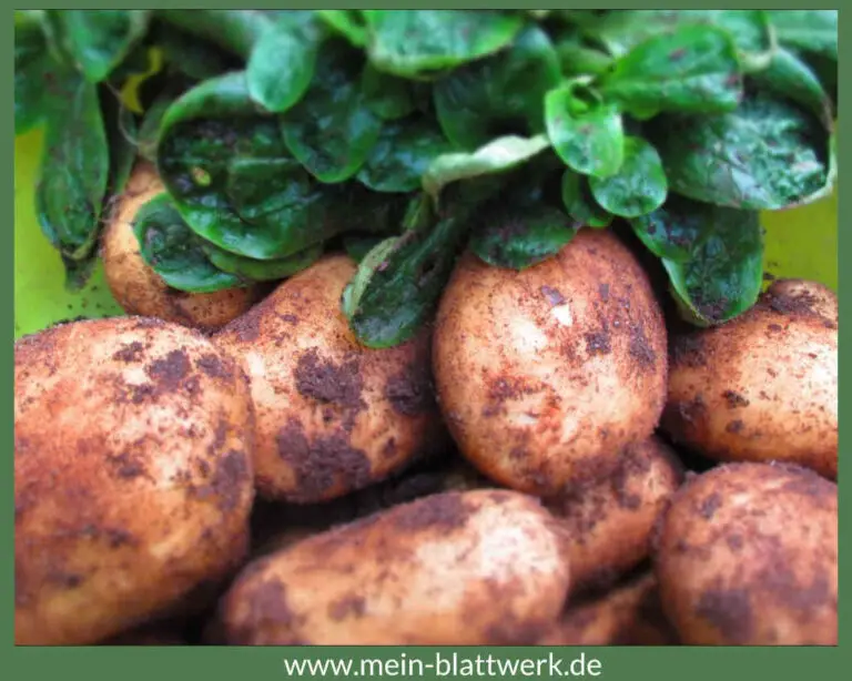 Bis wann kann man noch Kartoffeln pflanzen? Experiment im August mein