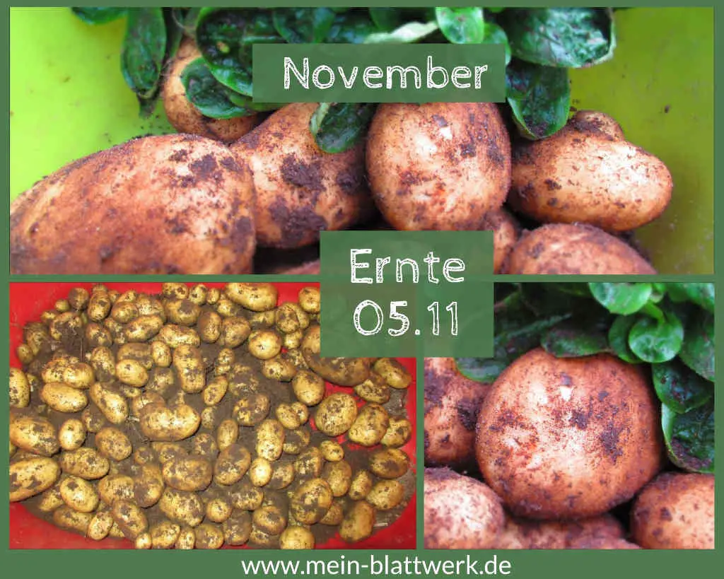 Die Kartoffelernte im November