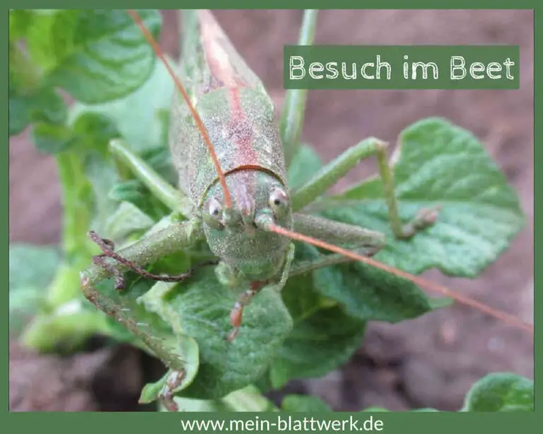 Von Wann Bis Wann Kann Man Wählen Bis wann kann man noch Kartoffeln pflanzen? Experiment im August - mein