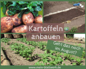 Read more about the article Bis wann kann man noch Kartoffeln pflanzen? Experiment im August