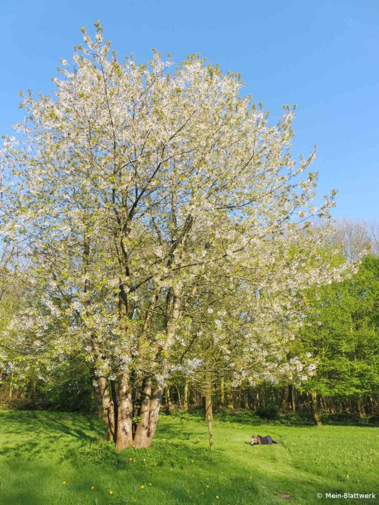 Großer blühender Kirschbaum