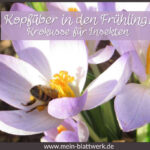 Frühling, die Krokusse blühen. der Krokus, insektenfreundliche Pflanze