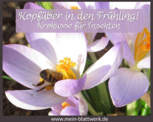 Read more about the article Der Krokus – Frühblüher für Insekten