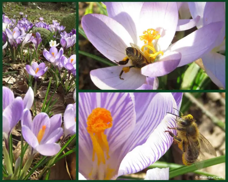 10 insektenfreundliche Pflanzen Was blüht im März meinblattwerk