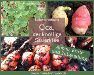 Read more about the article Oca- Anbau, Ernte und Verwendung in der Küche