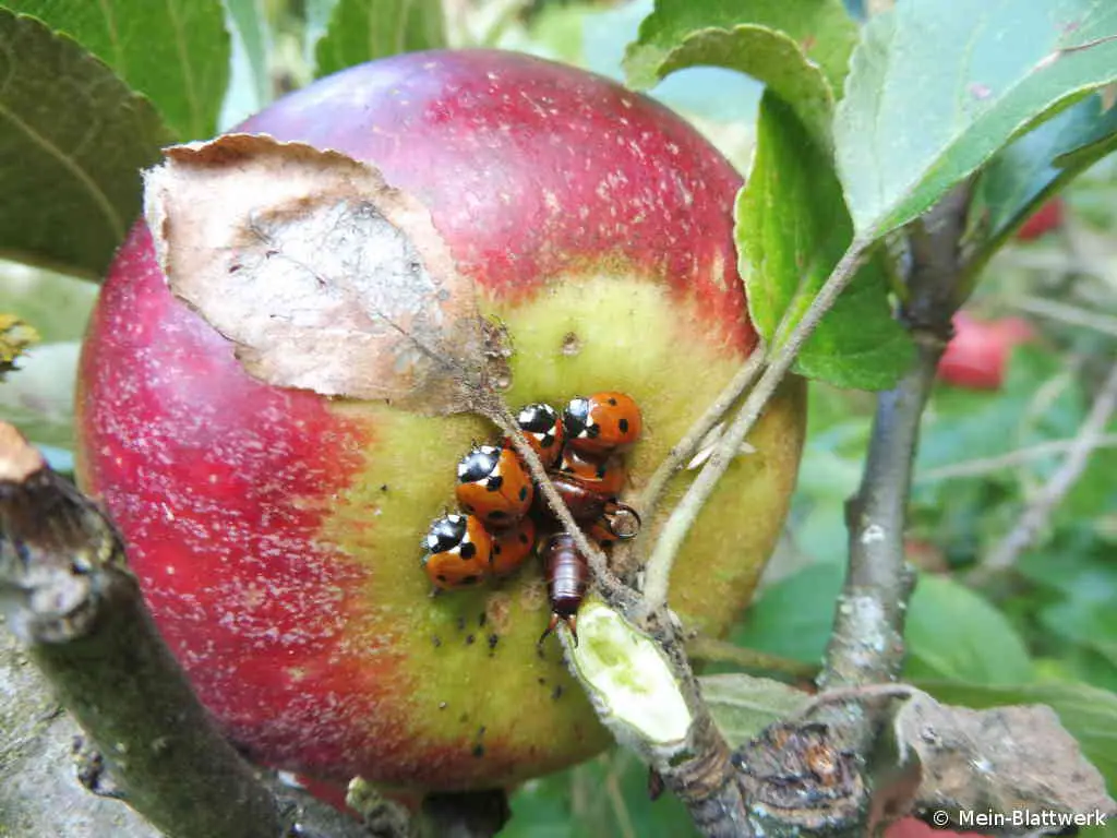 Marienkäfer und Ohrenkeifer aufe einem Apfel