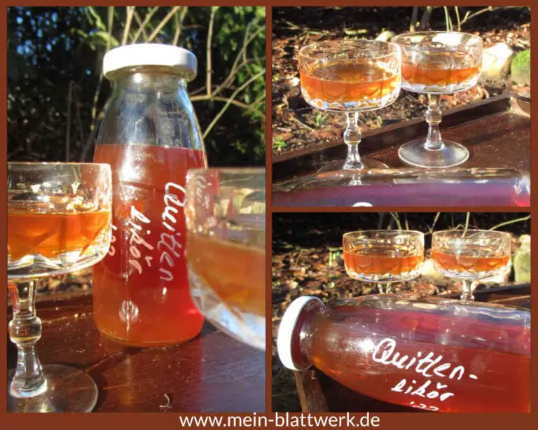 Quittenlikör Rezept – Likör aus Quittenmus mit Rum und Wodka - mein ... Quittenlikör Rezept – Likör aus Quittenmus mit Rum und Wodka - mein ...