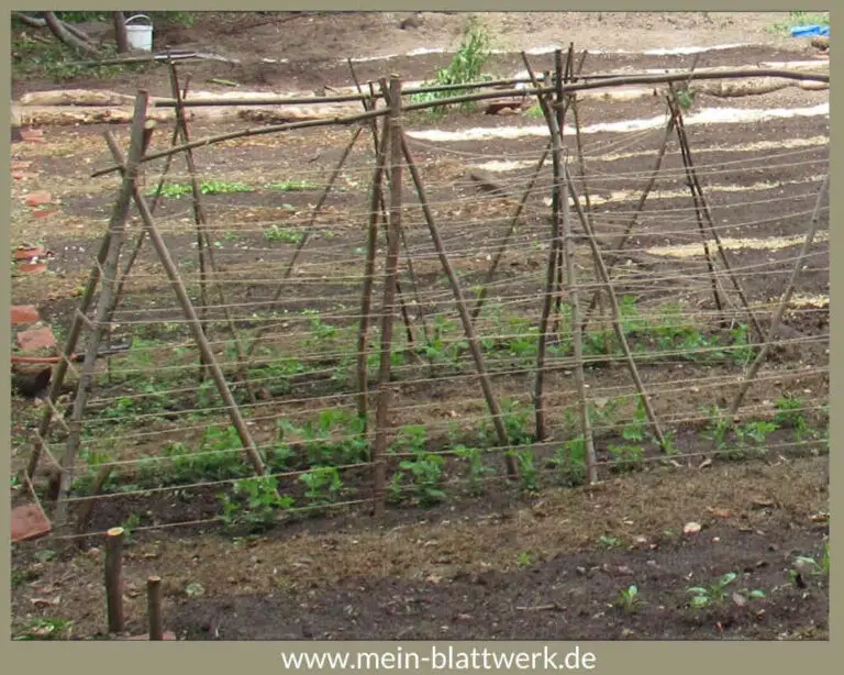 Rankgerüst selber bauen Rankhilfe für Erbsen meinblattwerk