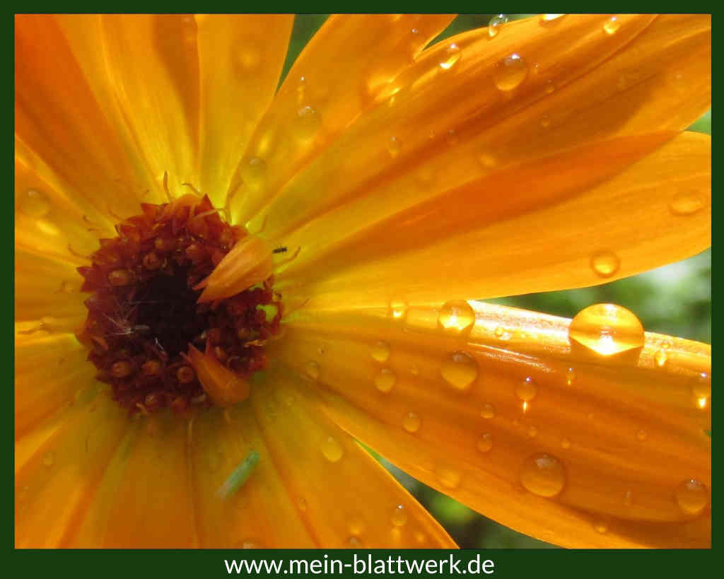 Nahaufnahme: Ringelblumenblüte mit Regentropfen, die in der Sonne glitzern.