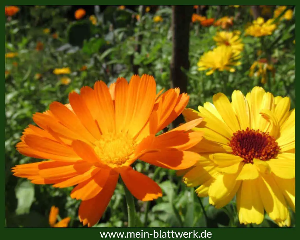 Leuchtend gelbe und orange Ringelblumenblüten geben der Ringelblumensalbe eine kräftige Farbe.