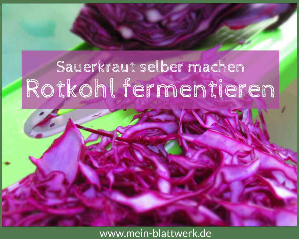 Sauerkraut aus Rotkohl selber machen – Rotkraut fermentieren - mein ...