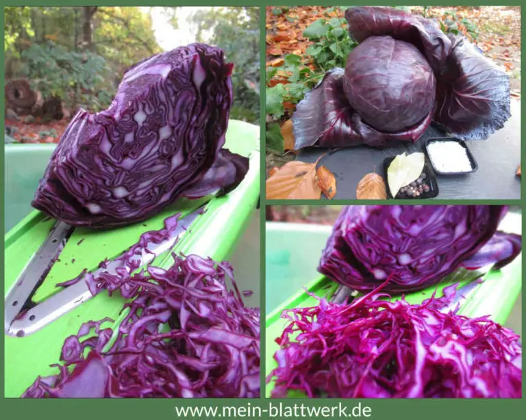 Sauerkraut aus Rotkohl selber machen – Rotkraut fermentieren - mein ...
