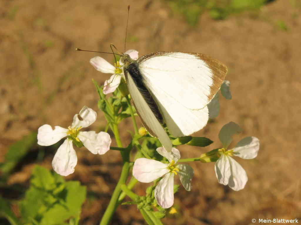 Schmetterling auf den den blühenden Radischen