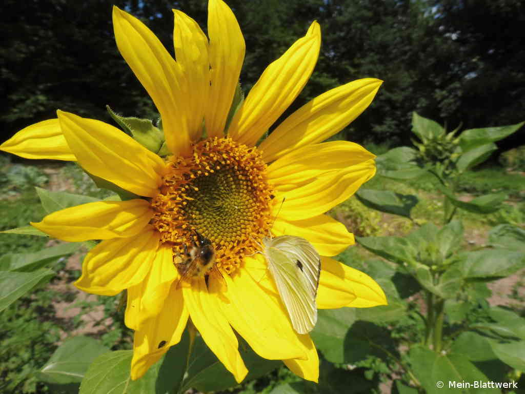 Schmetterlinge und Hummeln auf den Sonnenblumen