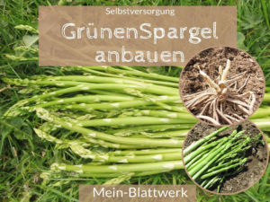 Read more about the article Grüner Spargel – Ein Spargelbeet anlegen