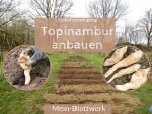 Read more about the article Topinambur selber anbauen – Unser Wintergemüse