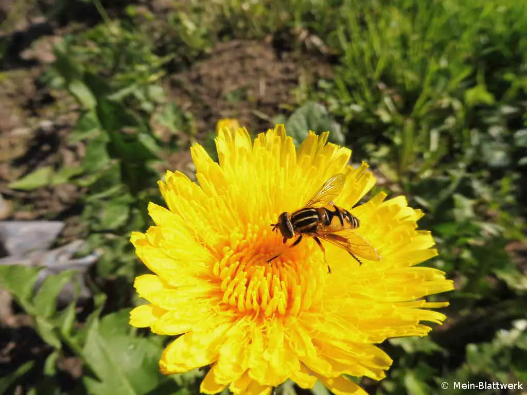 Wildbiene sammelt Pollen und Nektar auf einer Ringelblume