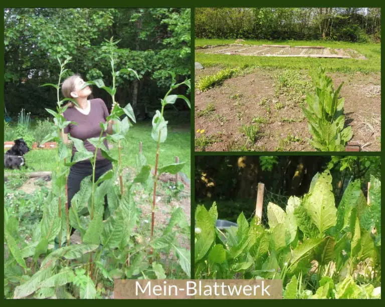 Gemüseampfer anbauen Sauerampfer im eigenen Garten meinblattwerk