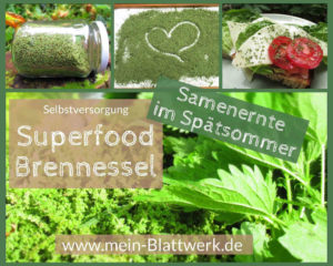 Read more about the article Brennnesselsamen ernten – einheimisches Superfood