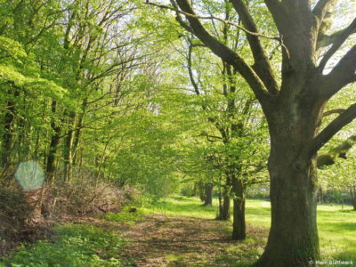Allee im Frühlingsgrün